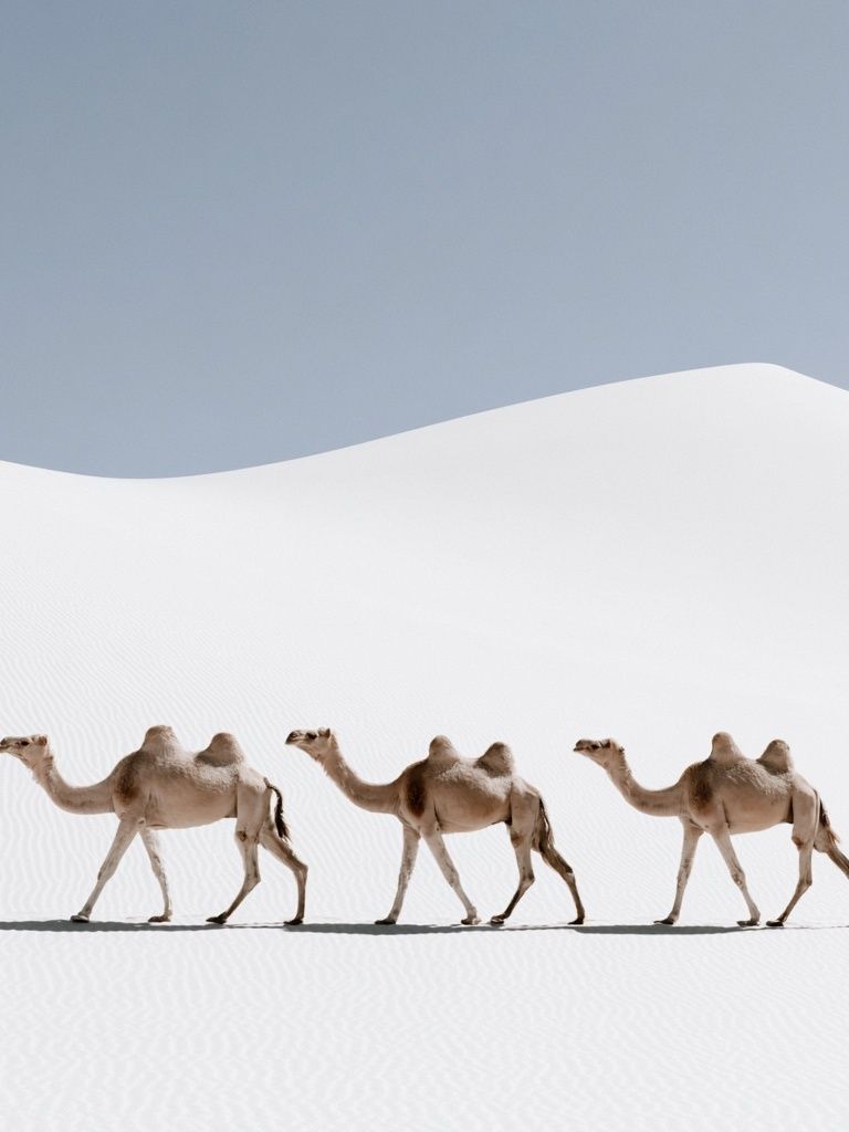 Desert Camels Photography Poster. poster — photography art