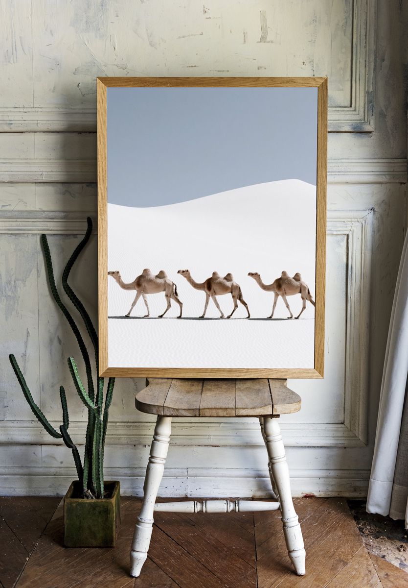 Desert Camels Photography Poster. room preview