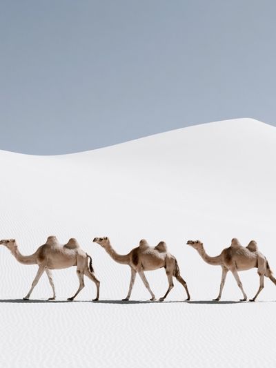 Desert Camels Photography Poster.