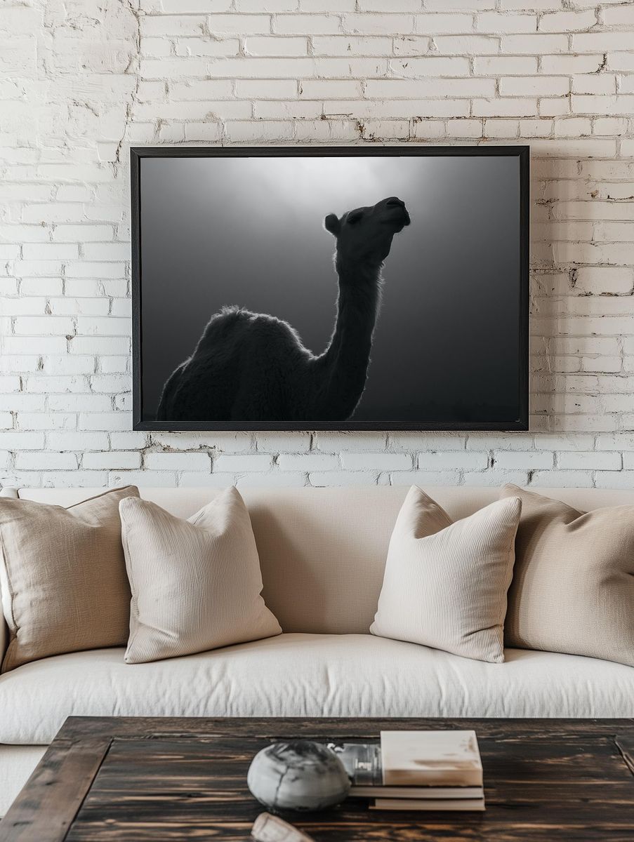 Camel Silhouette Photography Poster. — room view 1