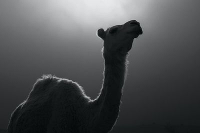 Camel Silhouette Photography Poster. poster