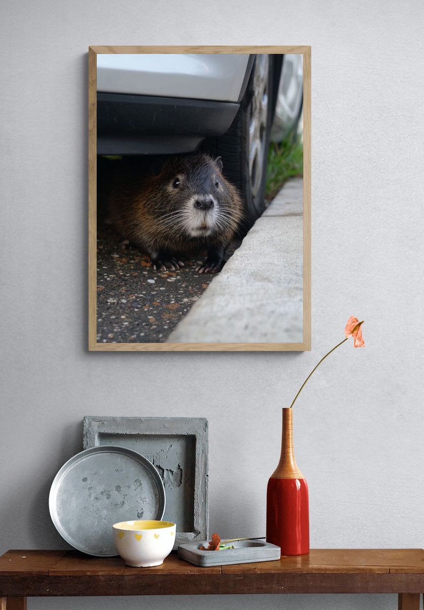 Curious Capybara — Animal Photography Print. — room view 3