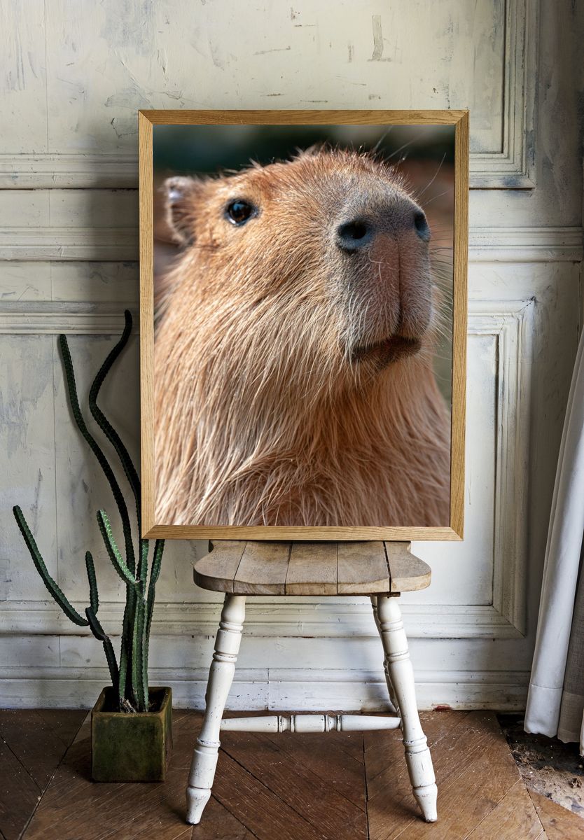 Capybara Portrait Photography Poster. room preview