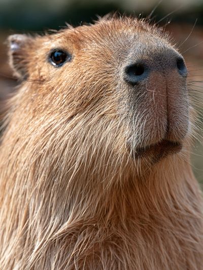 Capybara Portrait Photography Poster.