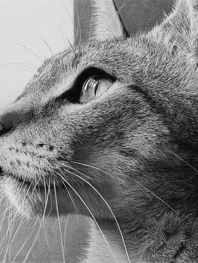 Cat Portrait Black-White Print. poster