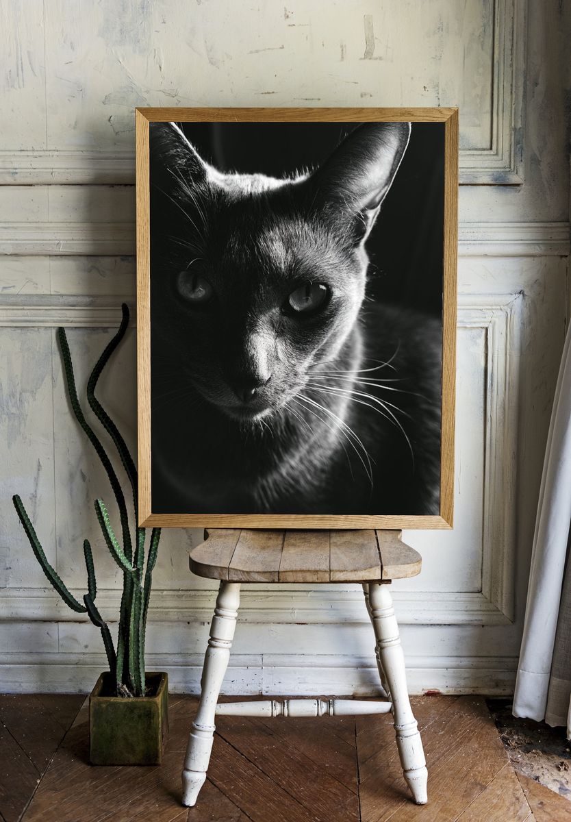 Black Cat Portrait Print. room preview