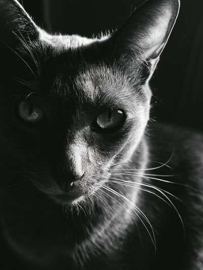 Black Cat Portrait Print.