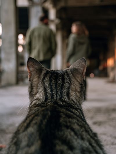 Cat in Industrial Hallway Photography Poster.