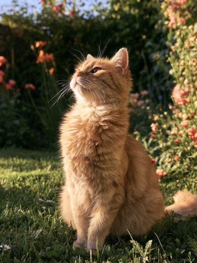 Ginger Cat in Garden Photography Poster.