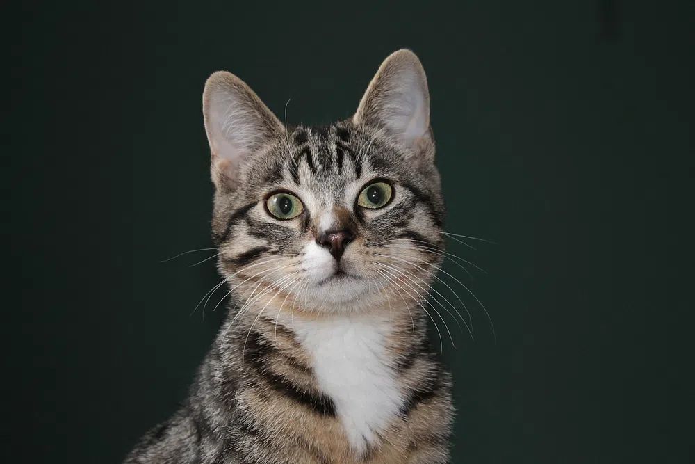Tabby Cat Portrait Poster. poster — animals art