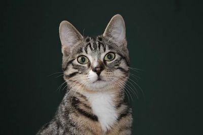 Tabby Cat Portrait Poster. poster print