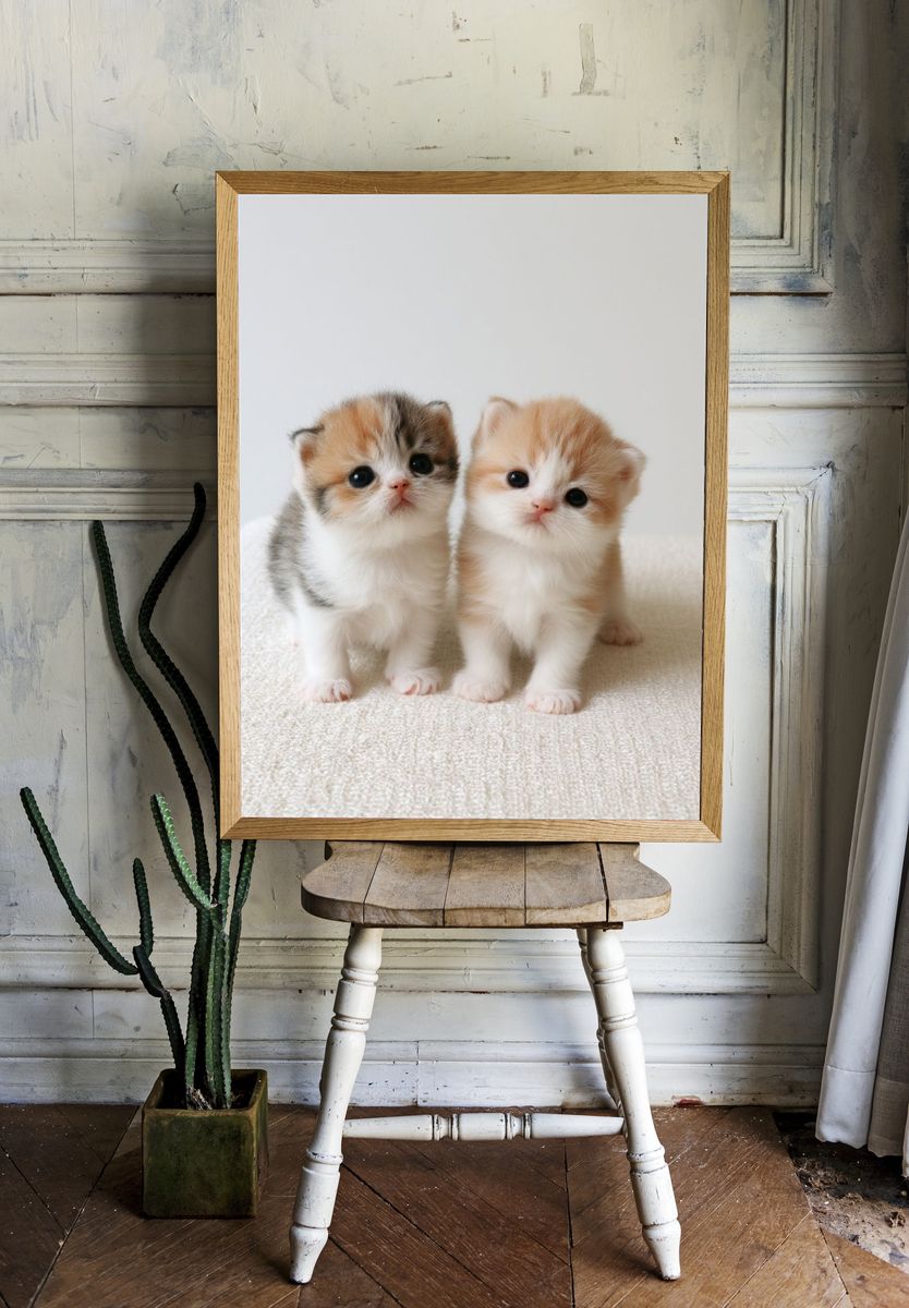 Cute Kittens Photography Poster. — room view 1