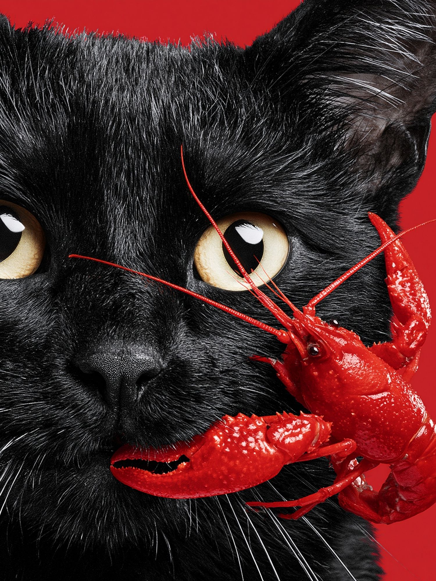 Black Cat and Lobster Surreal Print. poster — animals art
