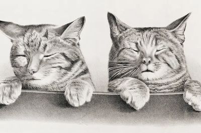 Sleeping Cats — Illustration Print. poster print