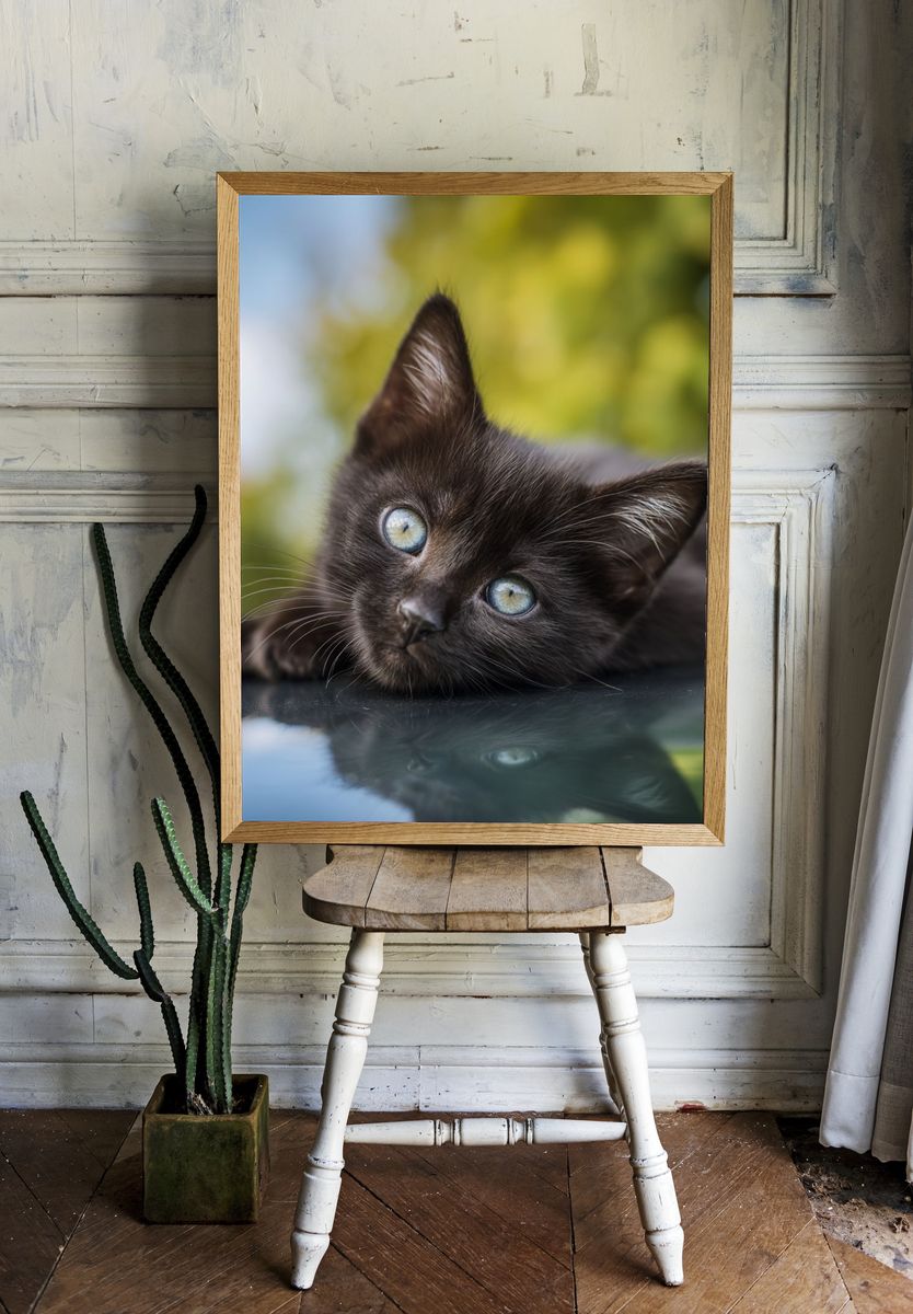 Black Kitten Portrait Poster. — room view 1