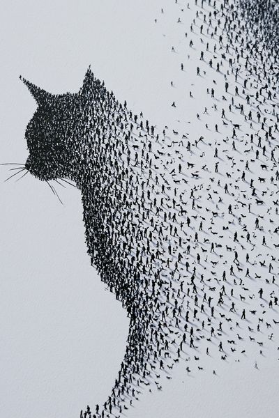 Cat Silhouette Crowd Art Print. poster