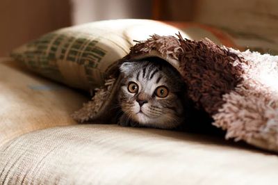 Cute cat hiding blanket. Original.