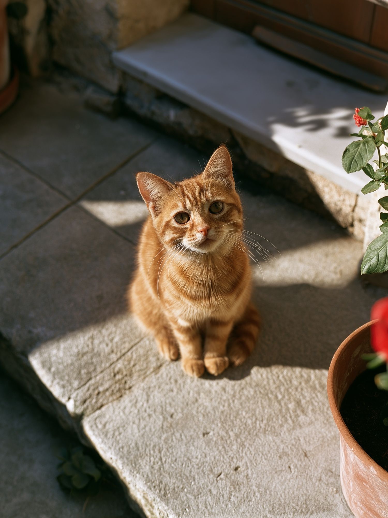 Ginger Cat in Sunlight Photography Poster. poster — animals art