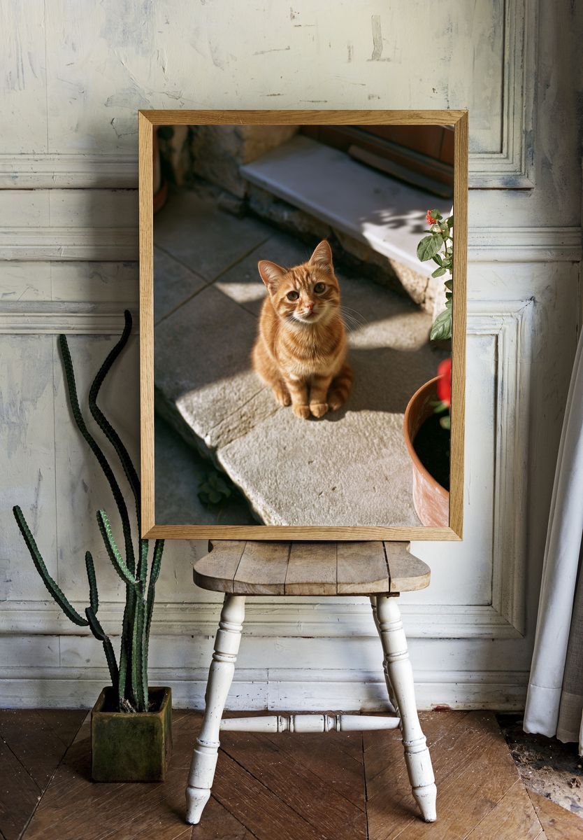 Ginger Cat in Sunlight Photography Poster. room preview