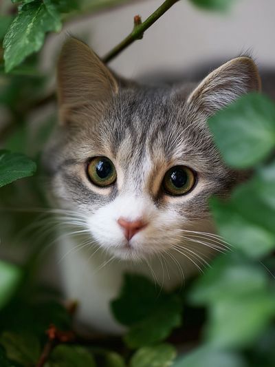 Curious Cat in Greenery Poster. poster print