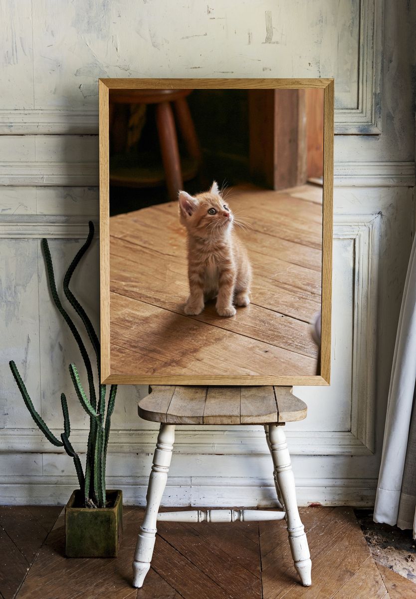 Curious Ginger Kitten Photography Poster. room preview