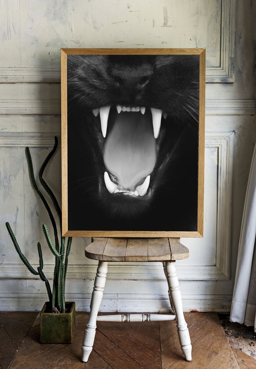 Black Cat Snarl Photography Poster. room preview