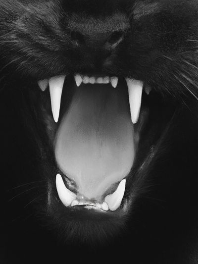 Black Cat Snarl Photography Poster.