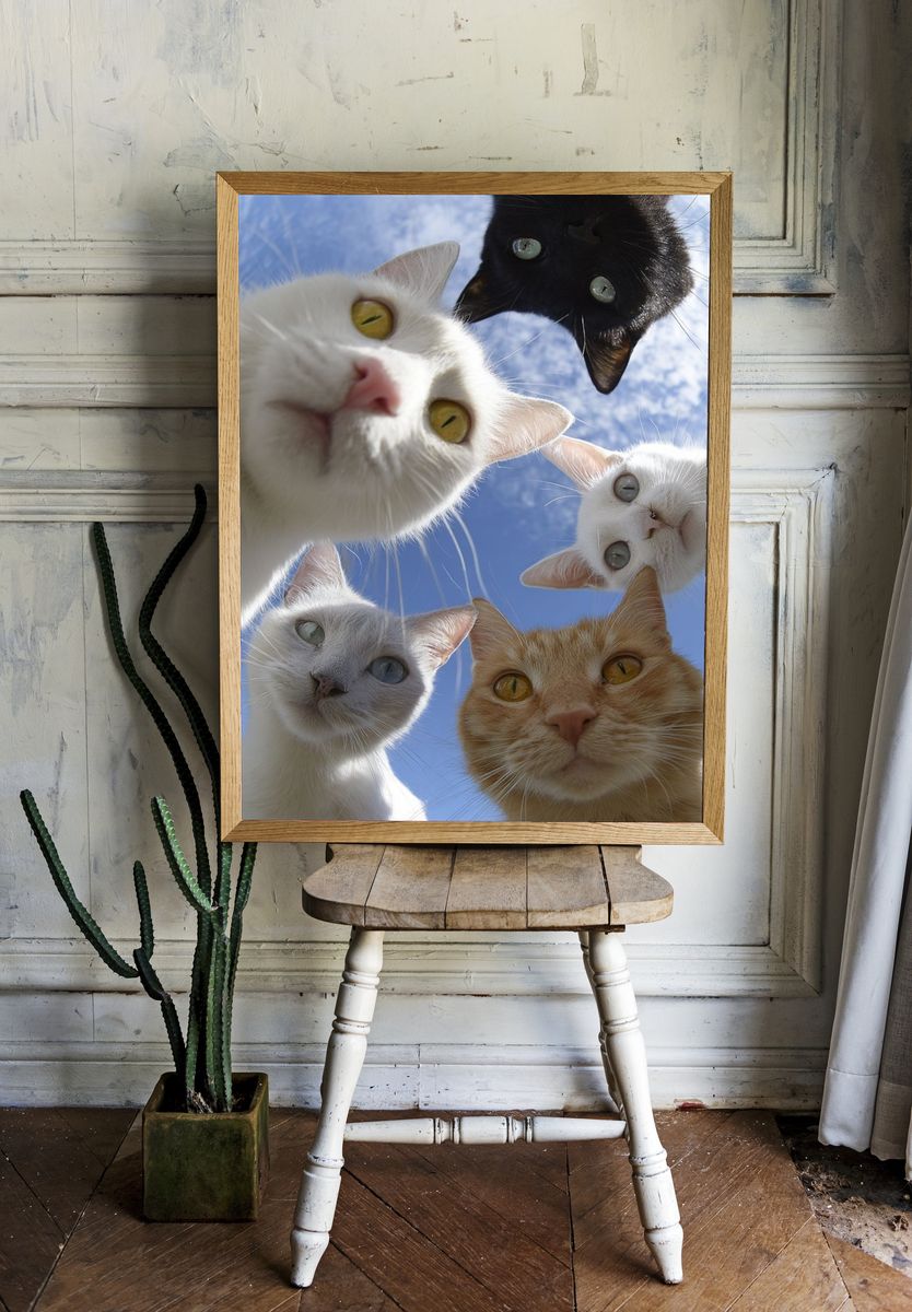 Curious Cats Photography Poster. room preview