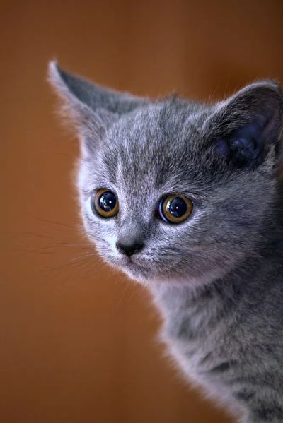 Cute Gray Kitten Portrait Poster. poster print