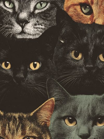Cat Faces Illustration Poster.