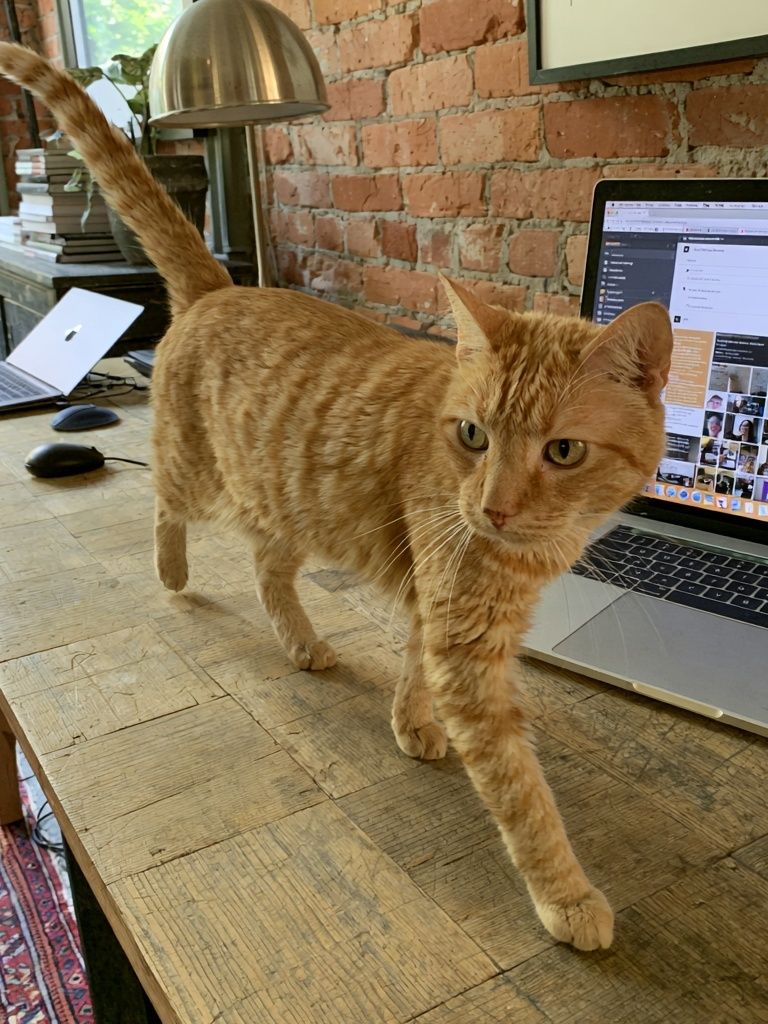 Orange Tabby on Desk Photography Poster. poster — animals art
