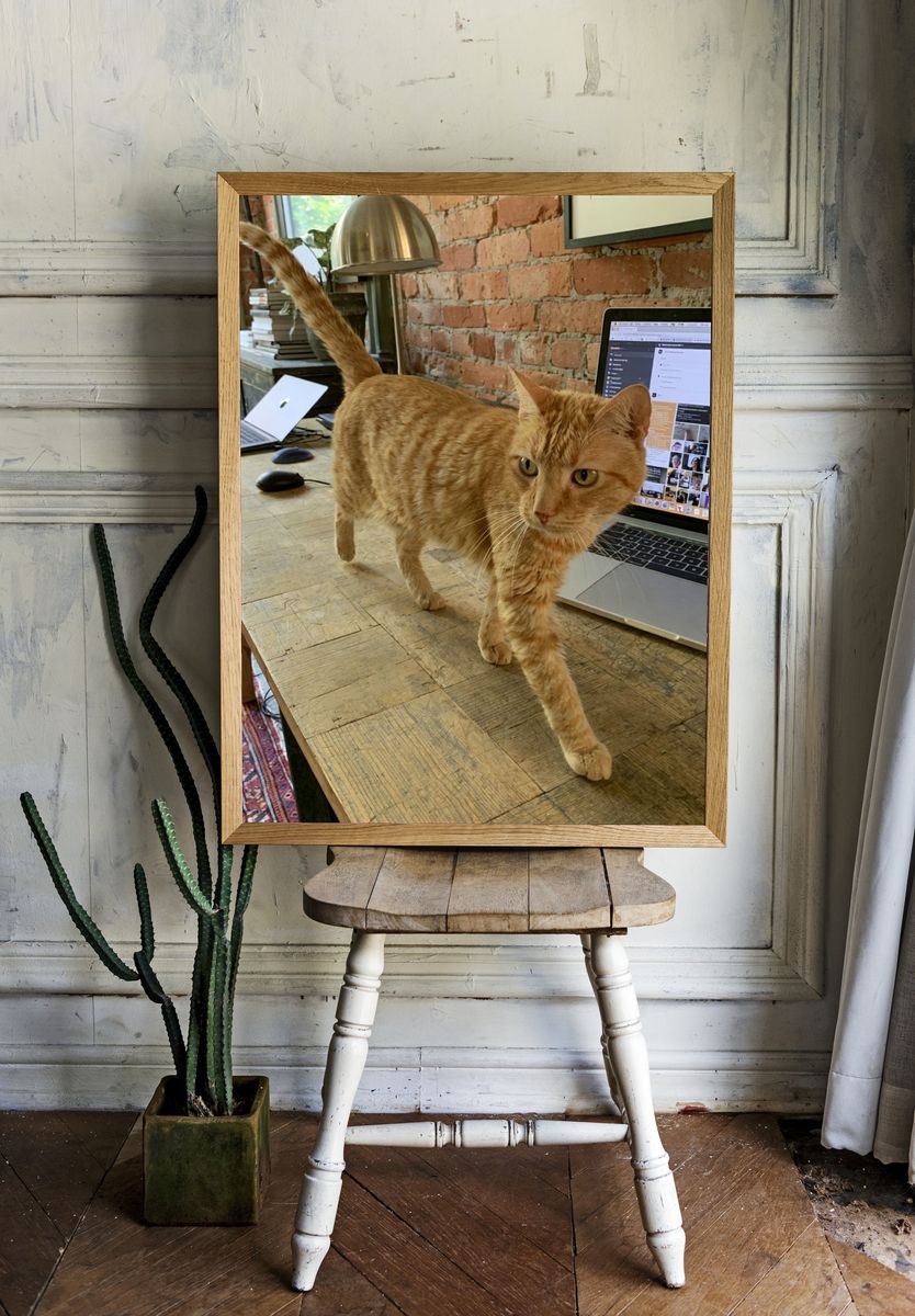 Orange Tabby on Desk Photography Poster. — room view 1