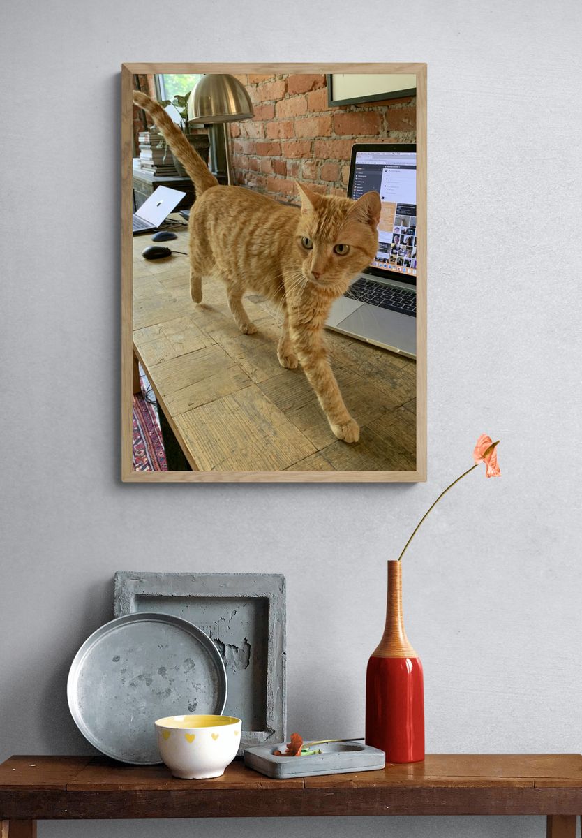 Orange Tabby on Desk Photography Poster. — room view 3