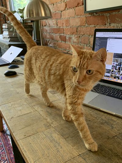Orange Tabby on Desk Photography Poster. poster