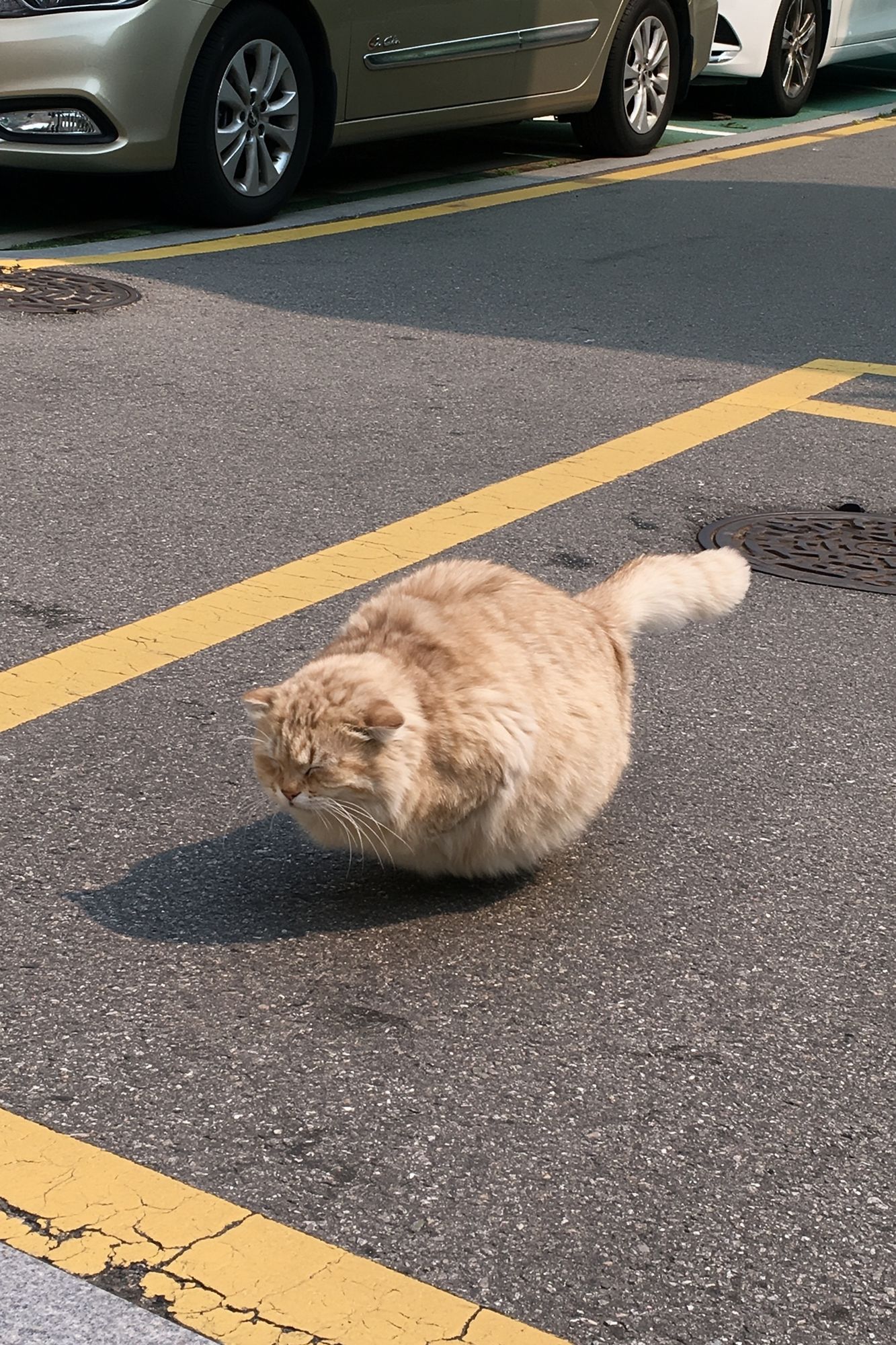 Fluffy Street Cat Photography Poster. poster — animals art