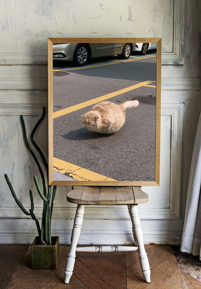 Fluffy Street Cat Photography Poster. room preview