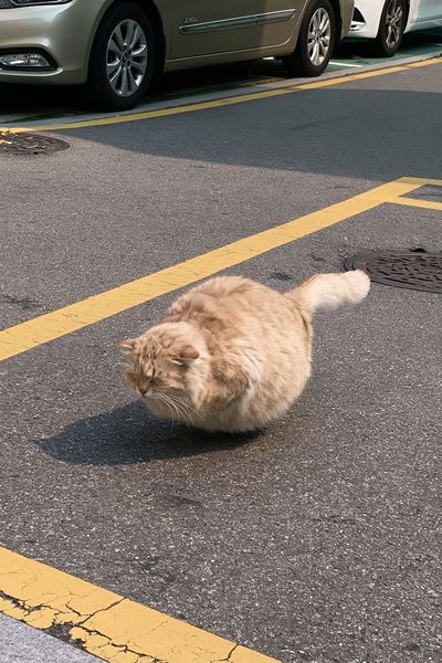 Fluffy Street Cat Photography Poster.