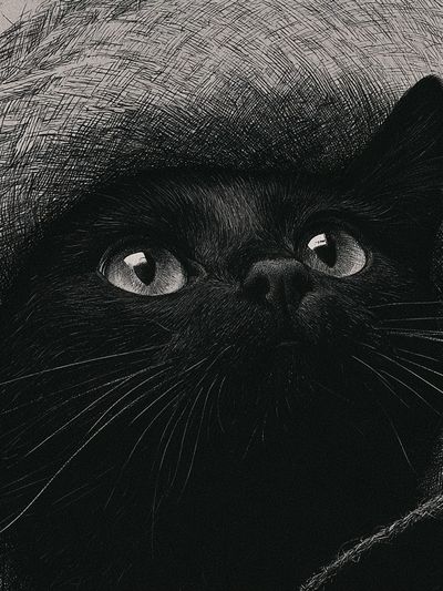 Black Cat Portrait Poster. poster