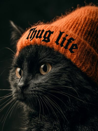 Black Cat Thug Life Poster. poster