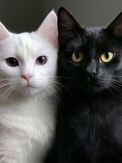 Black and White Cats Portrait Poster.