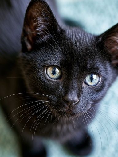 Black Kitten Portrait Photography Poster. poster detail