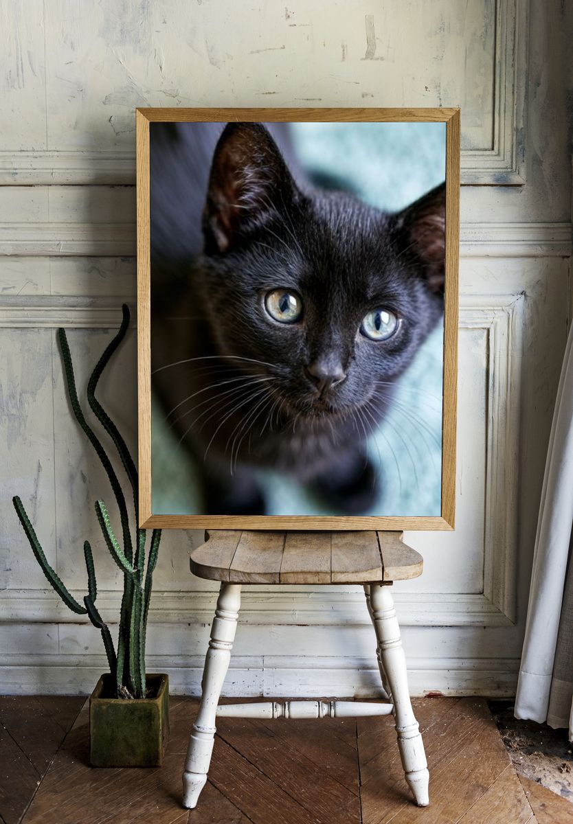 Black Kitten Portrait Photography Poster. room preview