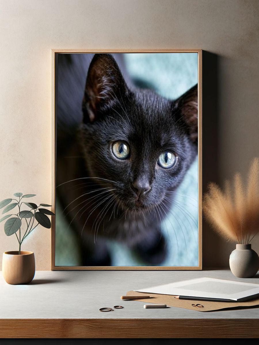 Black Kitten Portrait Photography Poster. — room view 2