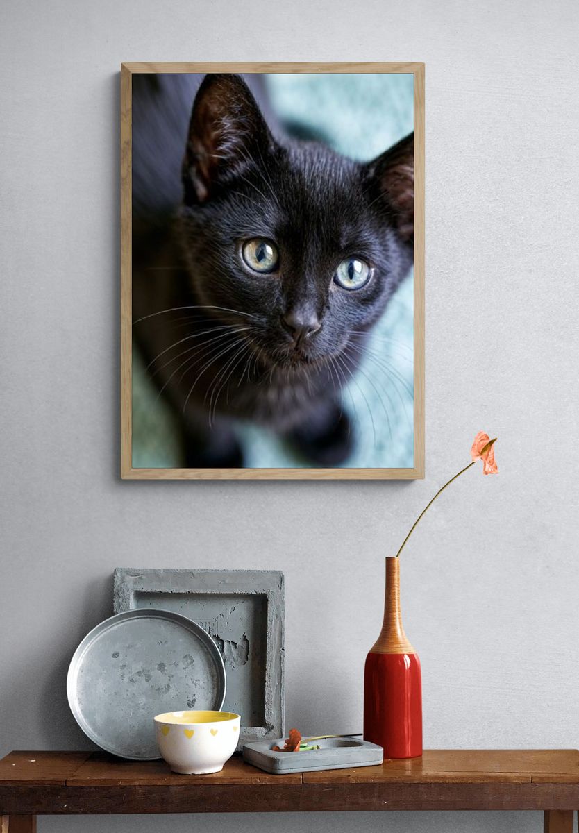Black Kitten Portrait Photography Poster. — room view 3