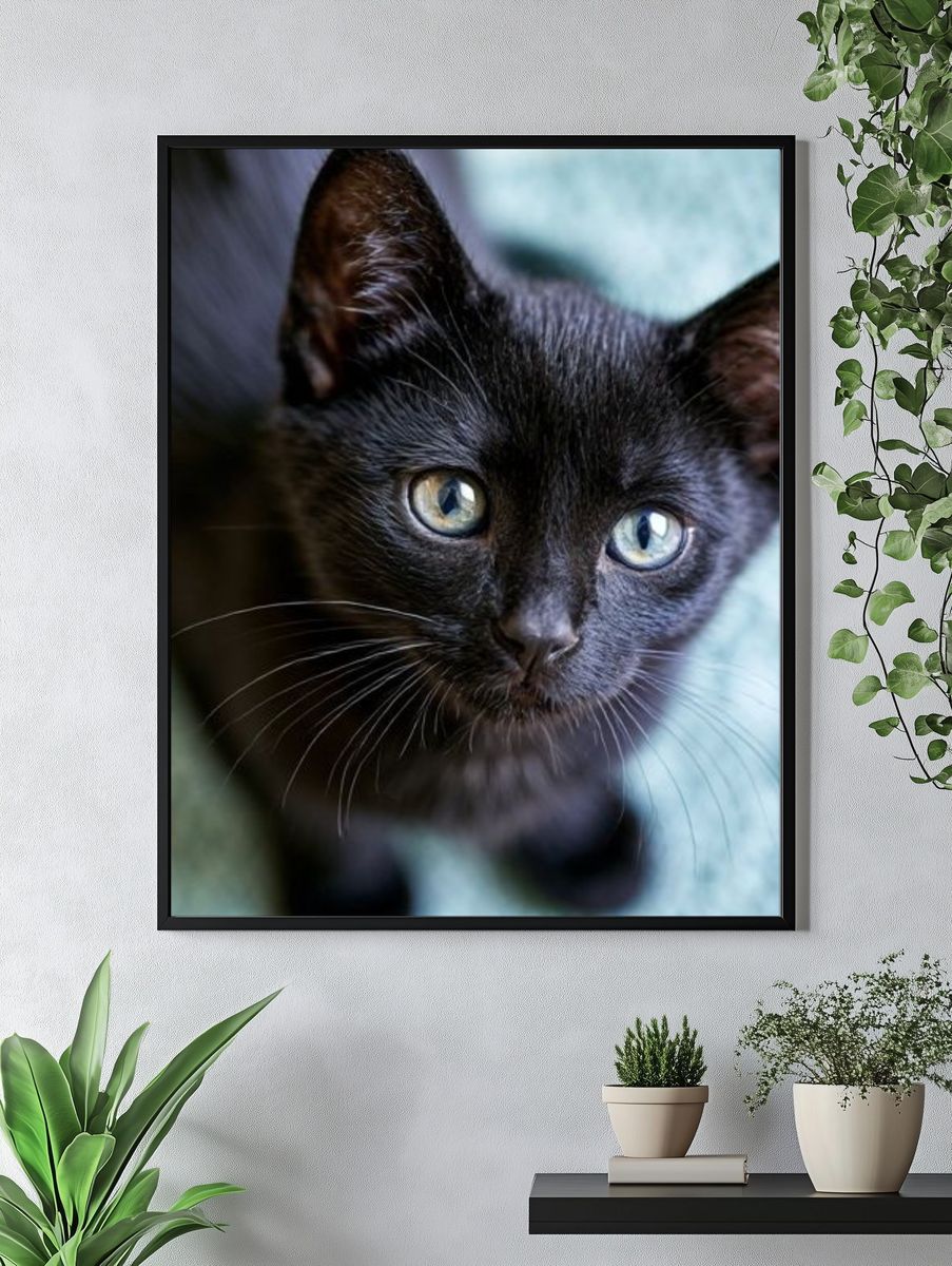 Black Kitten Portrait Photography Poster. — room view 4