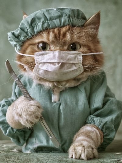 Surgeon Cat Portrait Poster.