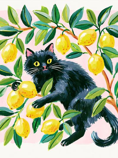 Black Cat in Lemon Tree Illustration Poster.