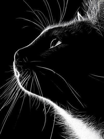 Black Cat Profile Photography Poster.