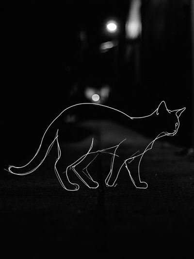 Cat Line Art Poster. poster