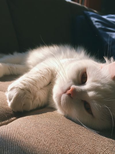 White Cat Sunlit Sofa Poster.